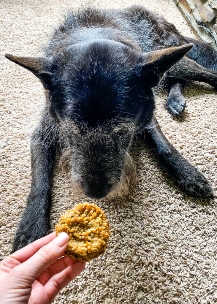 dog with homemade biscuit