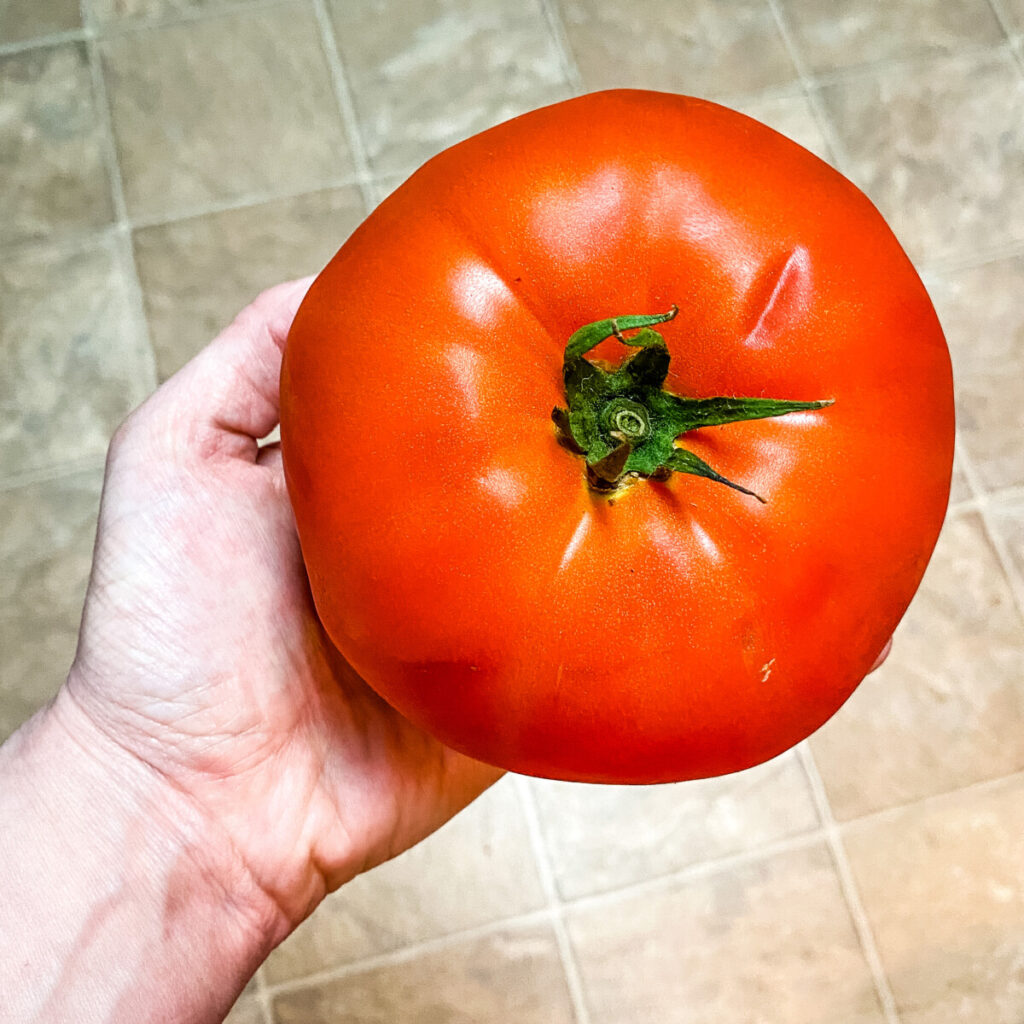 large summer tomato